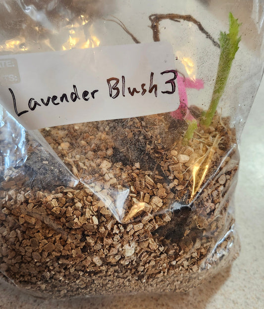 KA's Lavender Blush 3 Pot Tuber