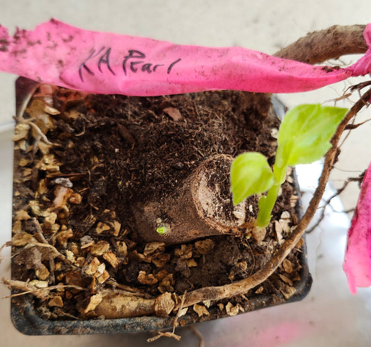 KA's Pearl Pot Tuber