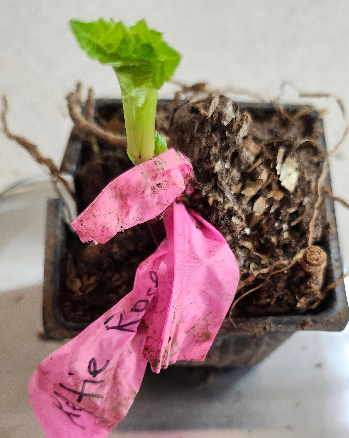 KA's Keltie Rose Pot Tuber
