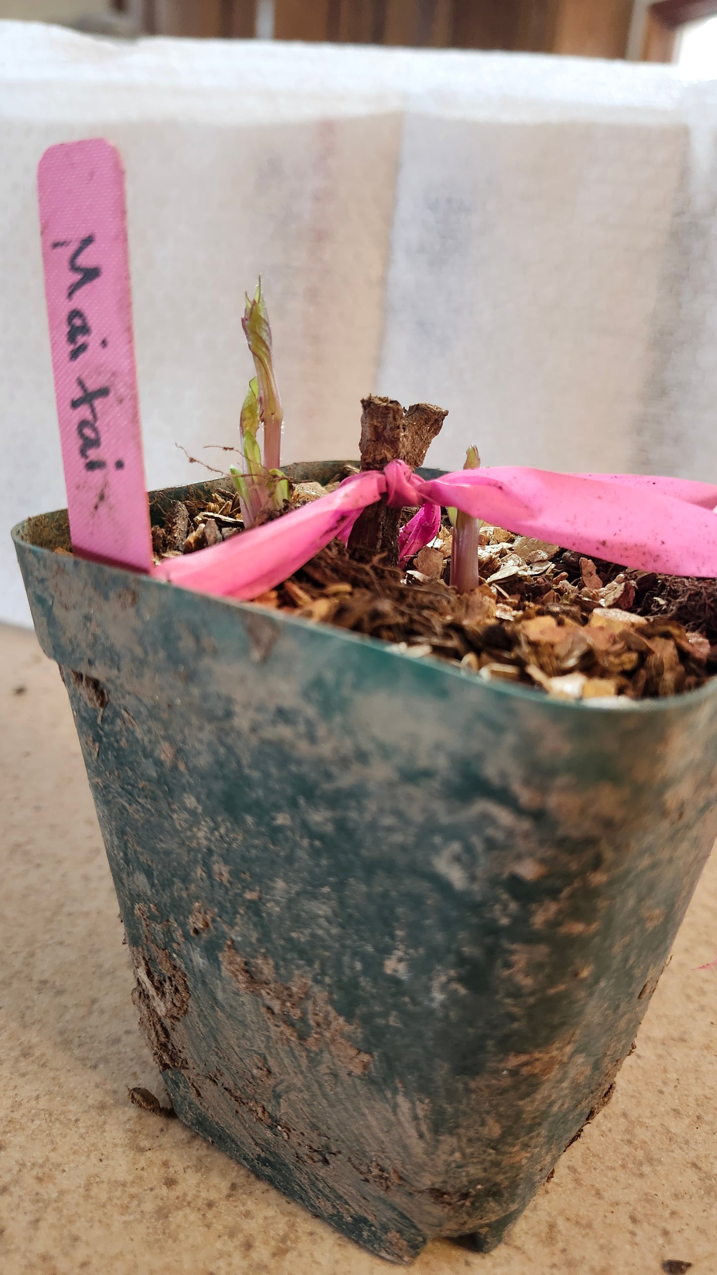 Mai Tai Pot Tuber