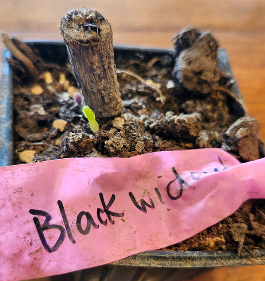 HollyHill Black Widow Pot Tuber