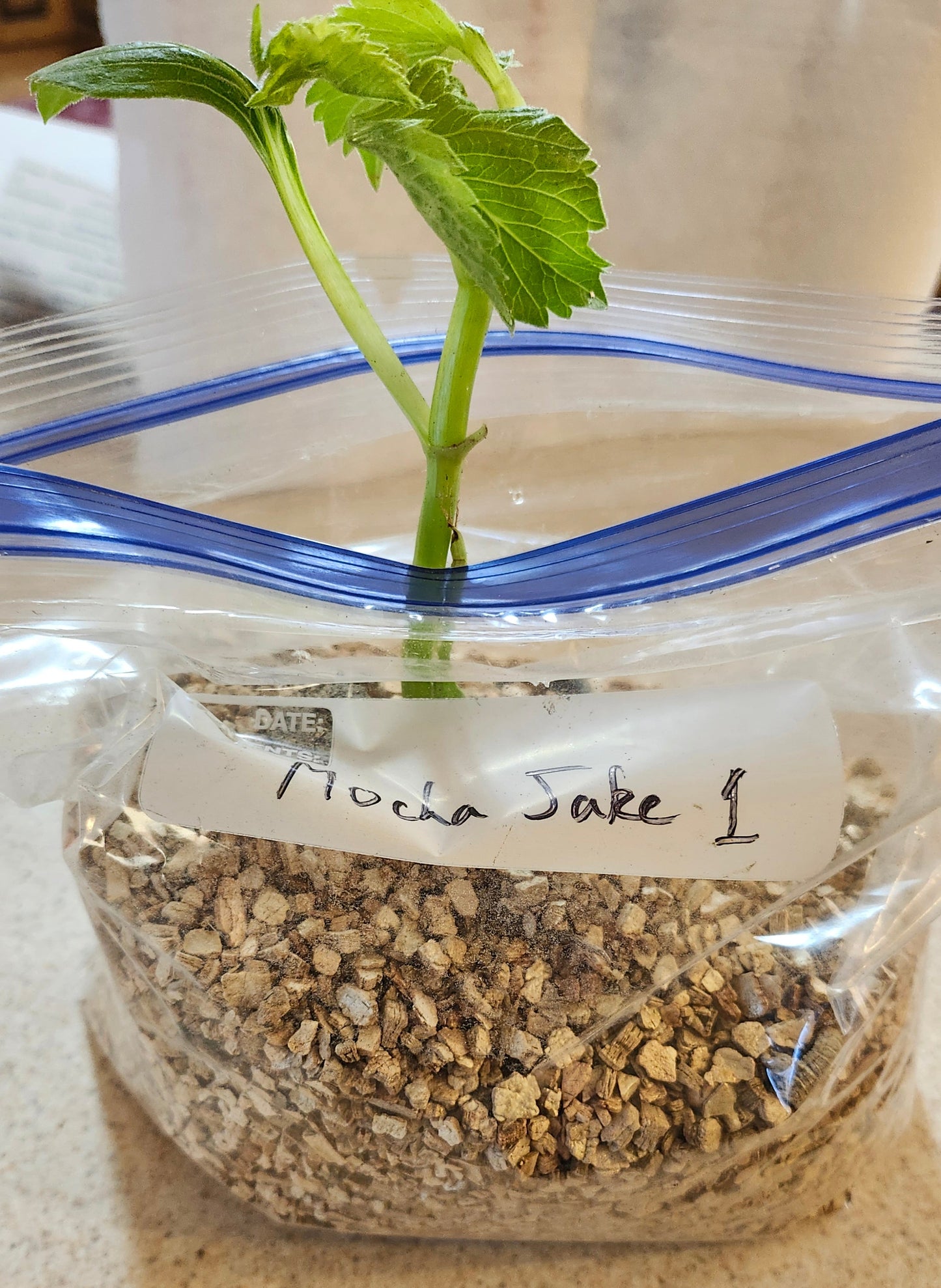 KA's Mocha Jake Pot Tuber