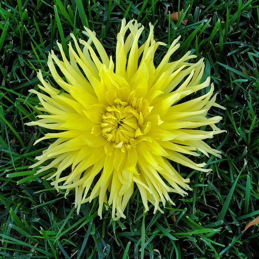 Yellow Star