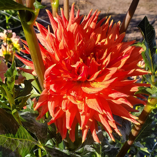 Sandia Tiger