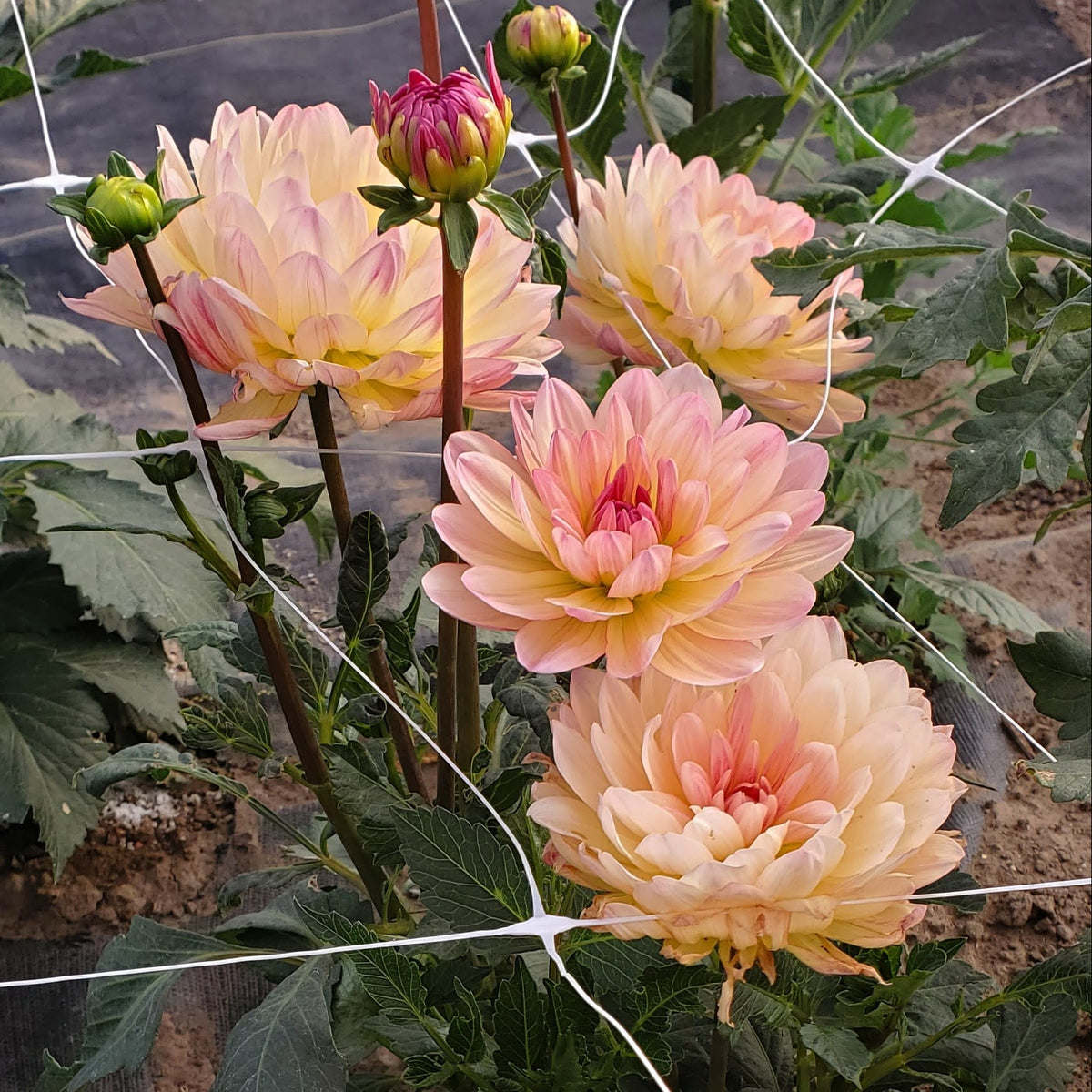 Sandia Bliss