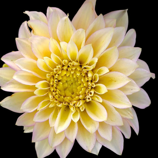 Bloomquist Blush