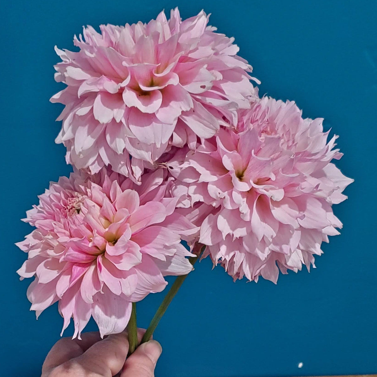 Lee's Angelica