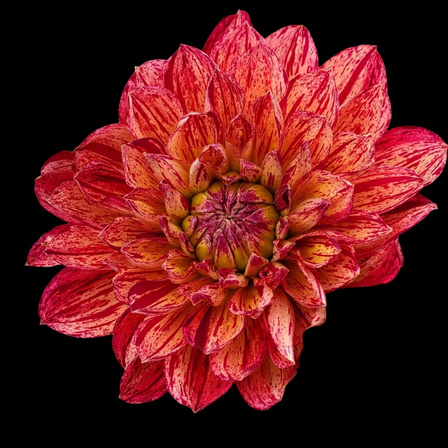 Hollyhill Tiger Rose