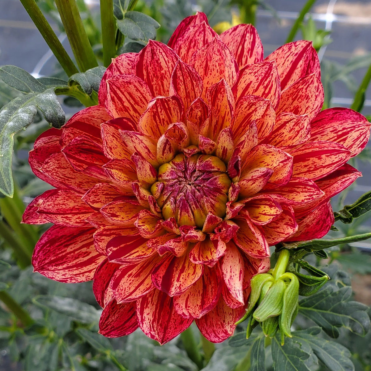 Hollyhill Tiger Rose