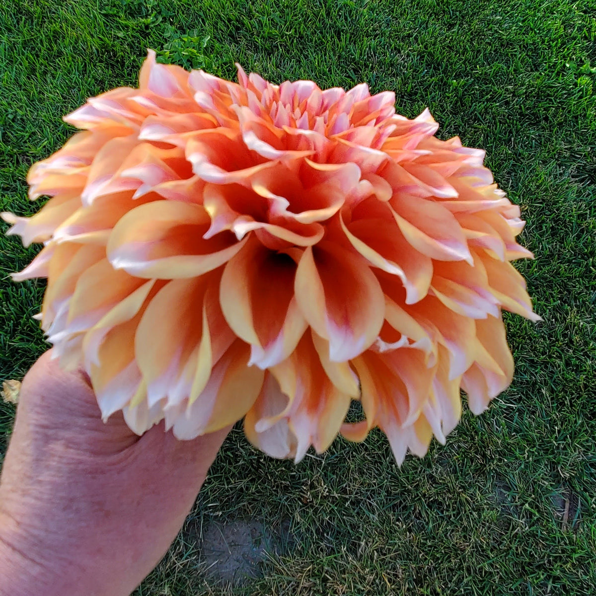 Hollyhill Orange Ice