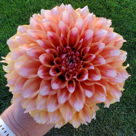Hollyhill Orange Ice