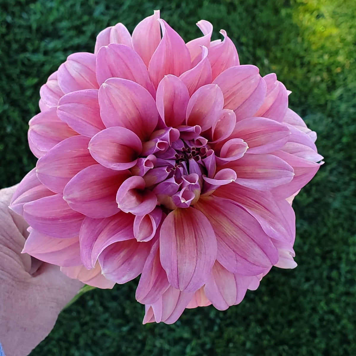Lileah Caramel Rose