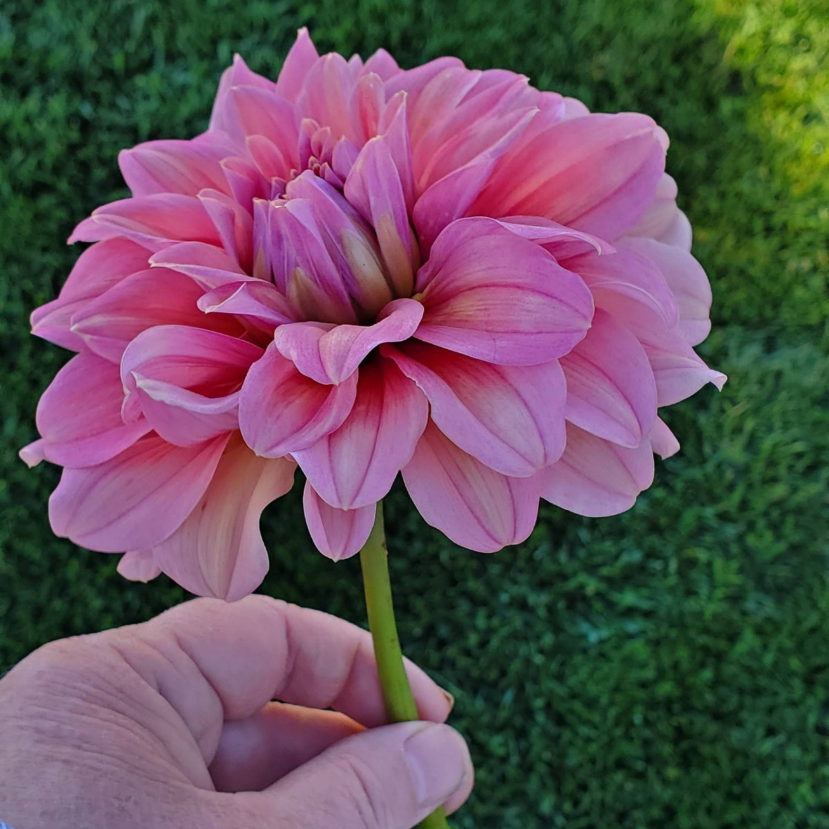 Lileah Caramel Rose