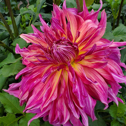 Penhill Dark Monarch