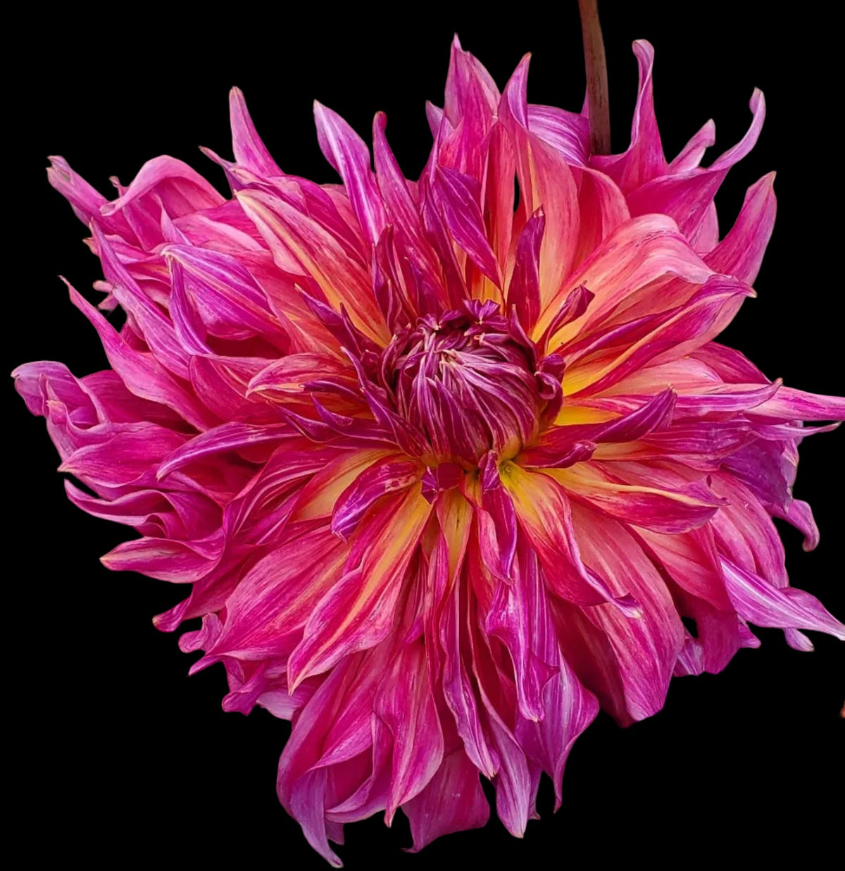 Penhill Dark Monarch