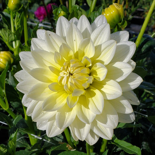 Sandia Joy