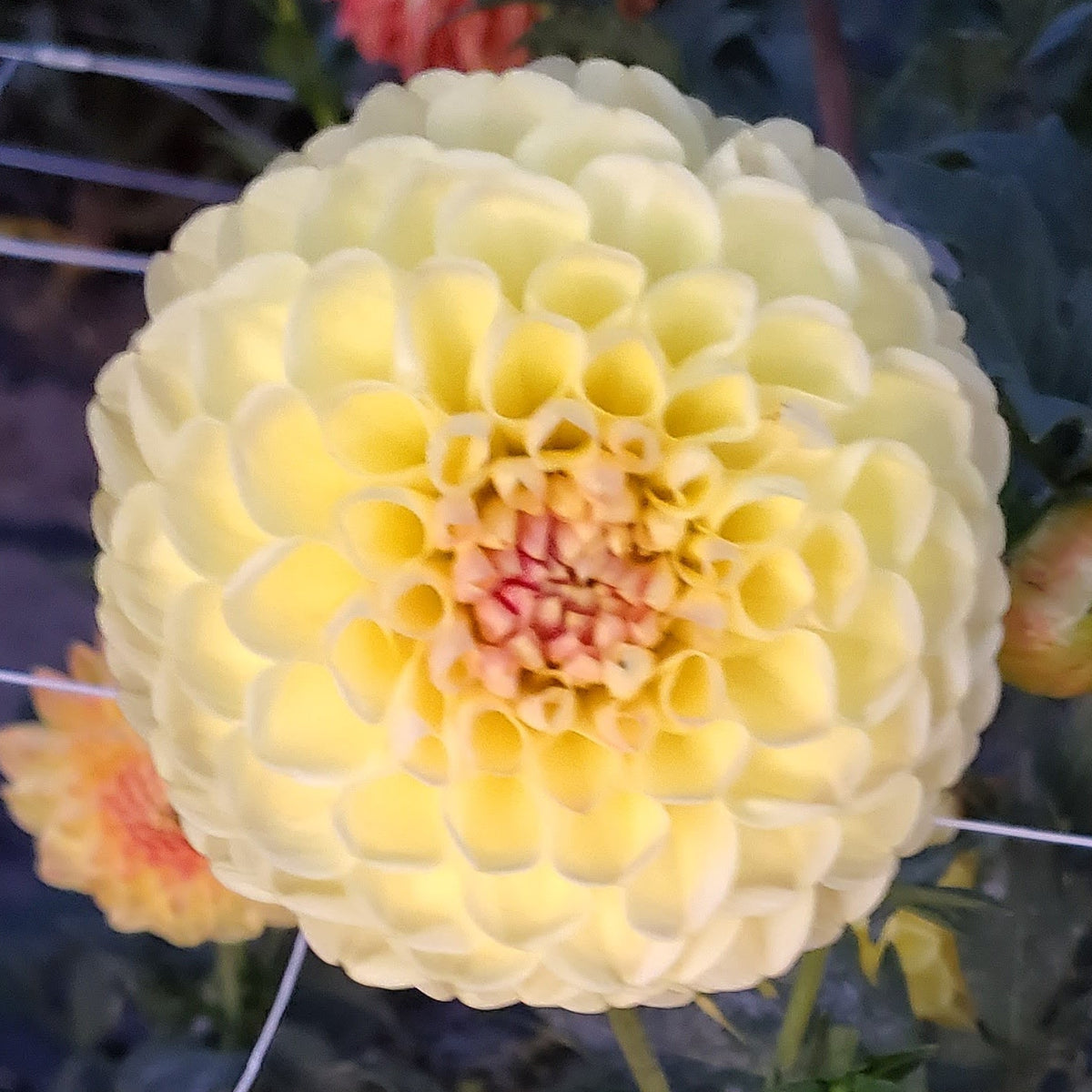Lee's Golden Raspberry