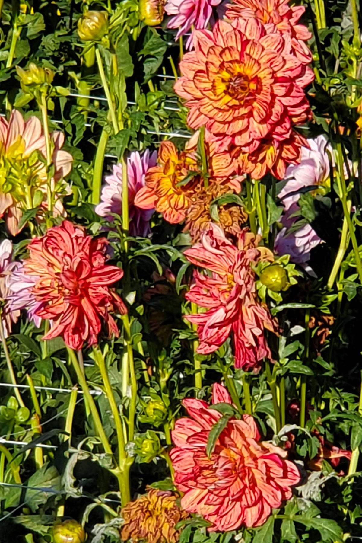 Hollyhill Tiger Rose