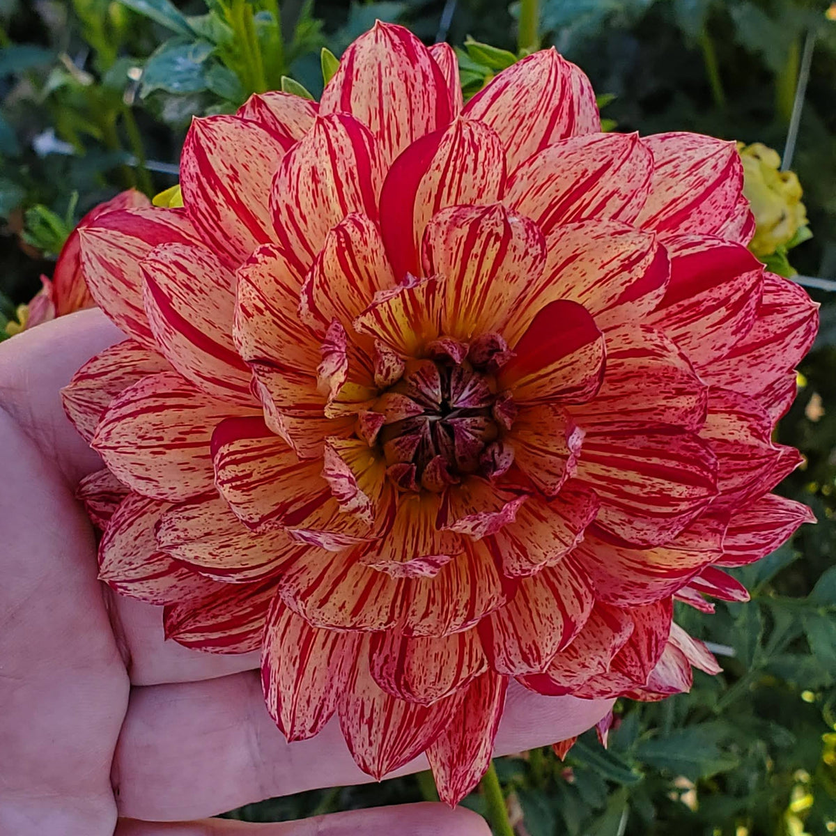 Hollyhill Tiger Rose