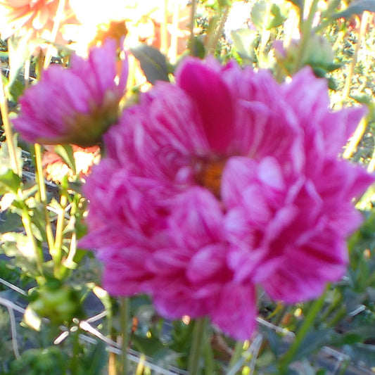Sandia Cancan