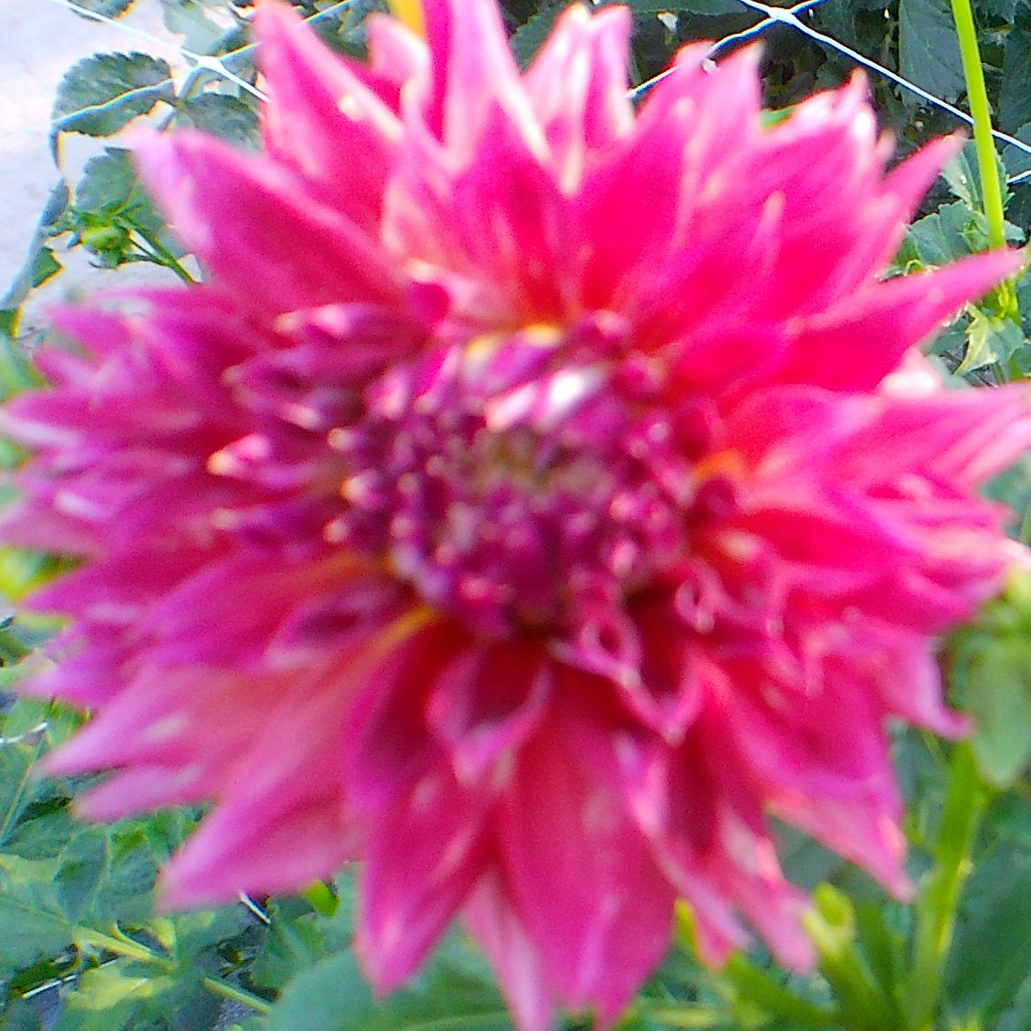 Clearview Cinnabar