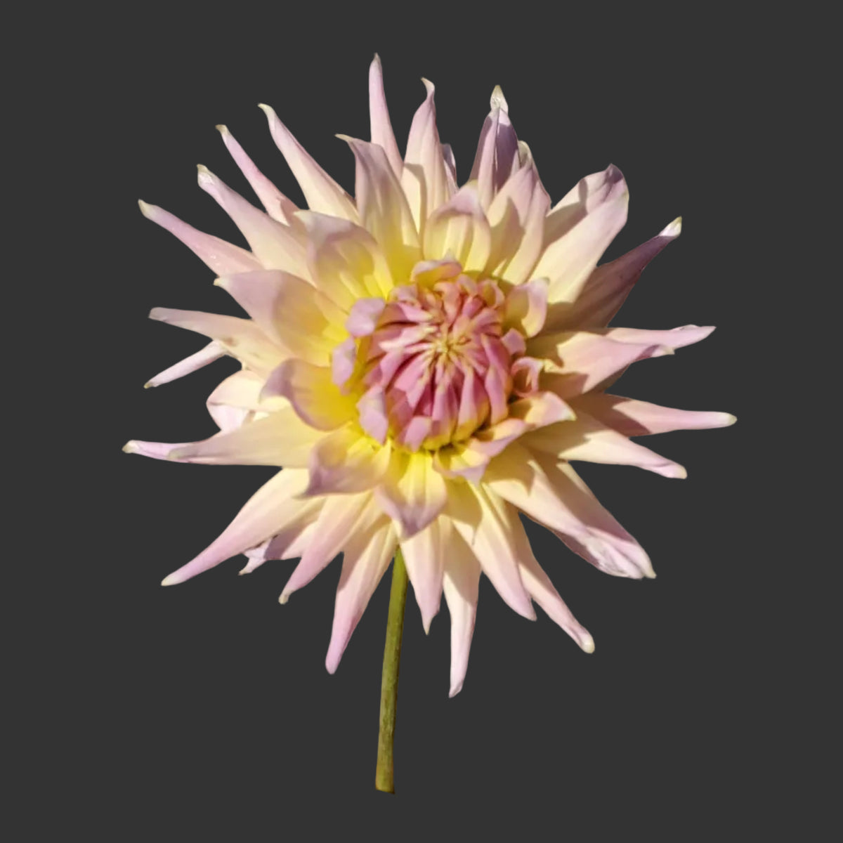 Wyn's Mauve Mist