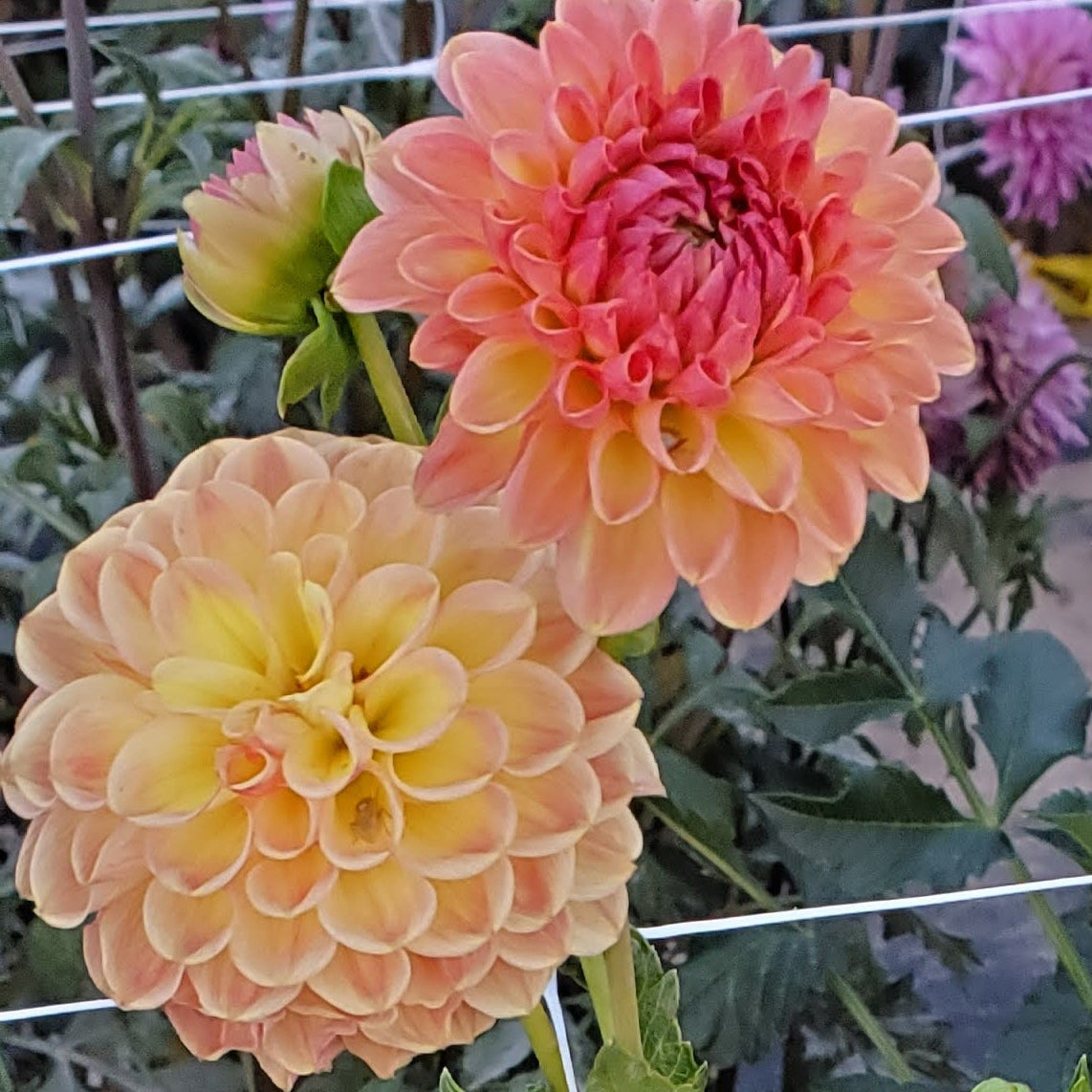 Lee's Amber Drop