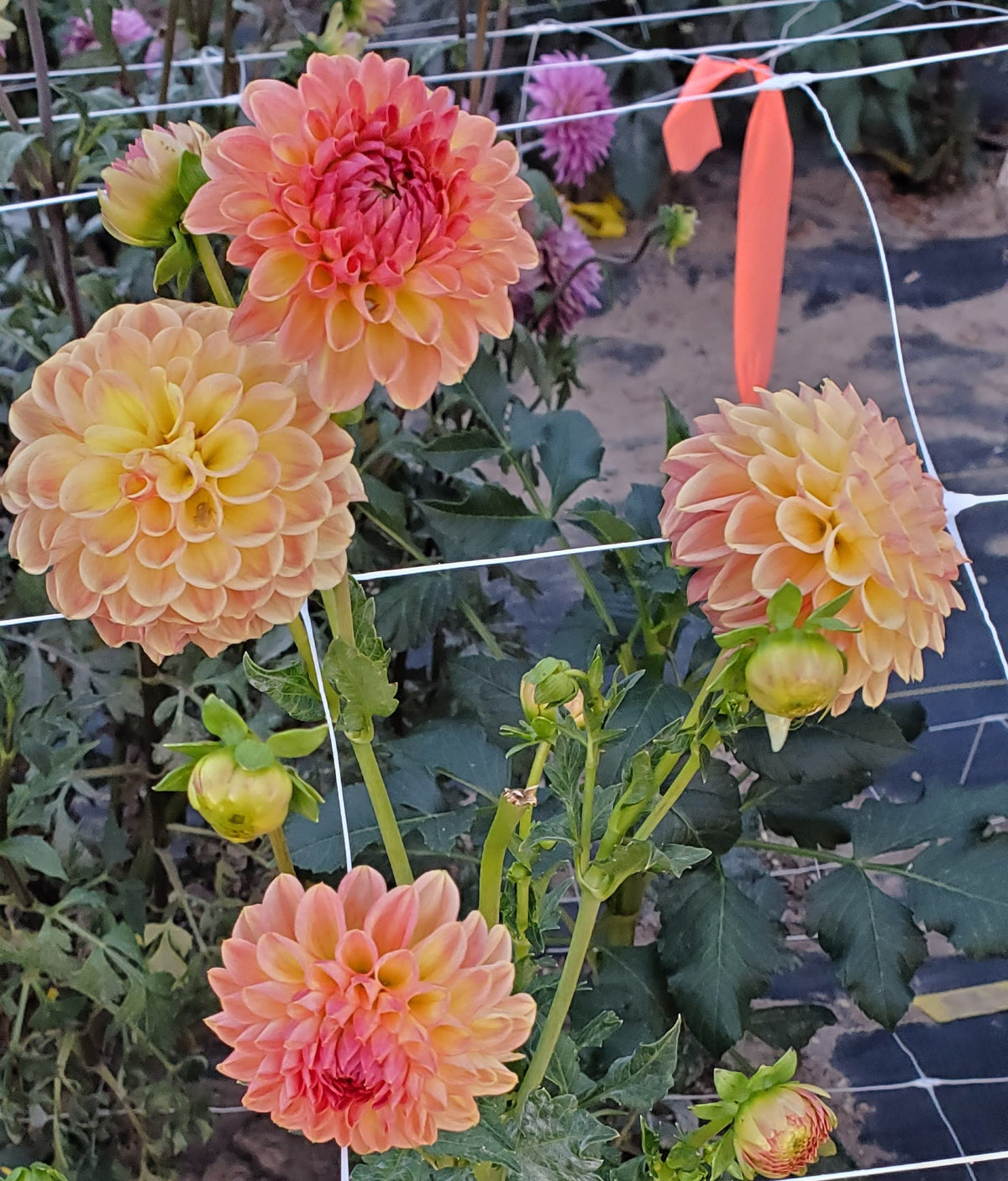 Lee's Amber Drop