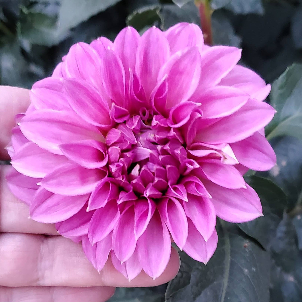 Bell's Roslyn