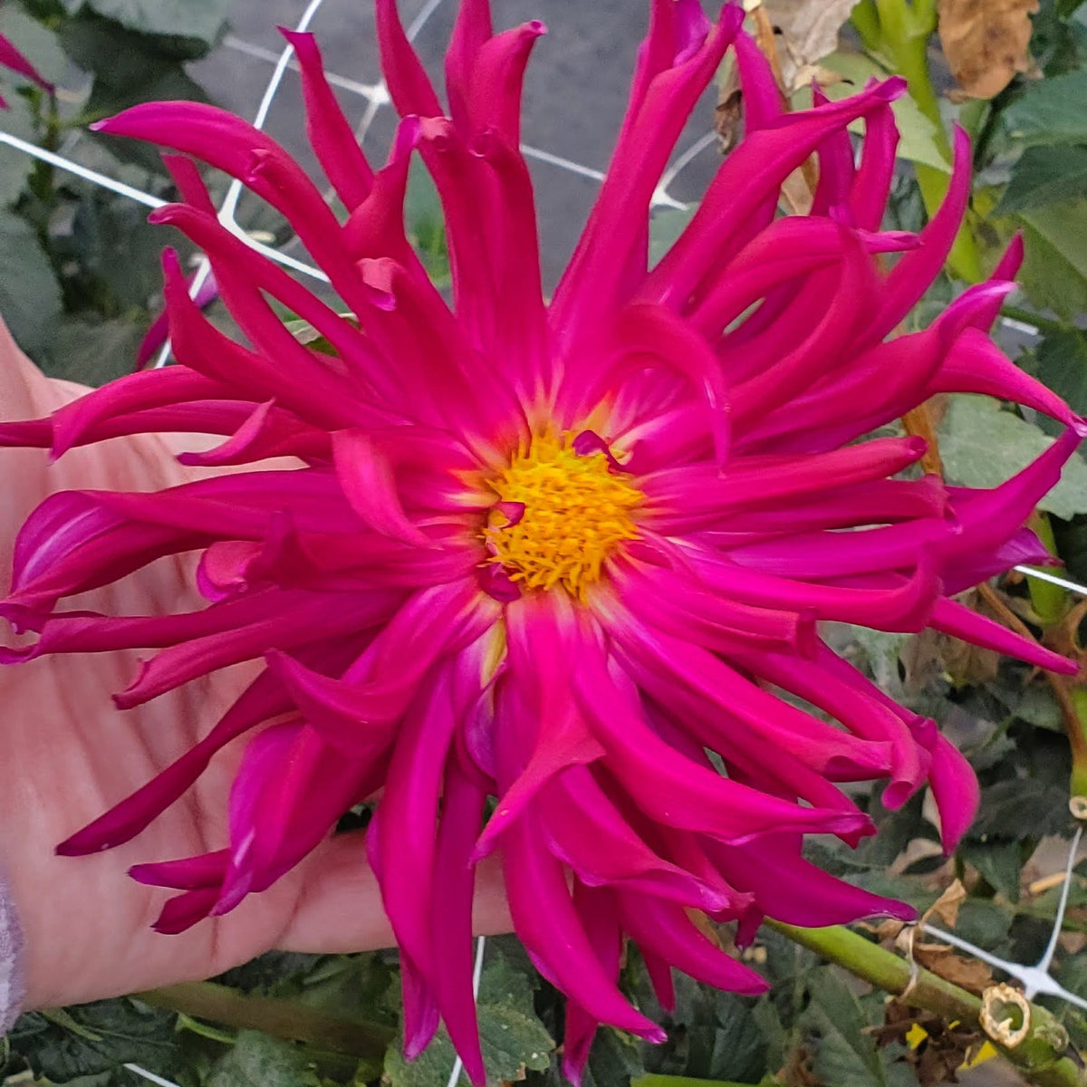 Hollyhill Exotica