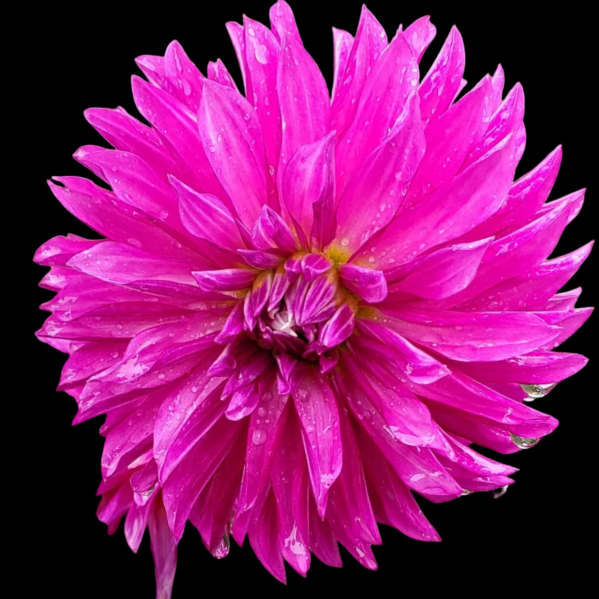 River's Purple Pinwheel