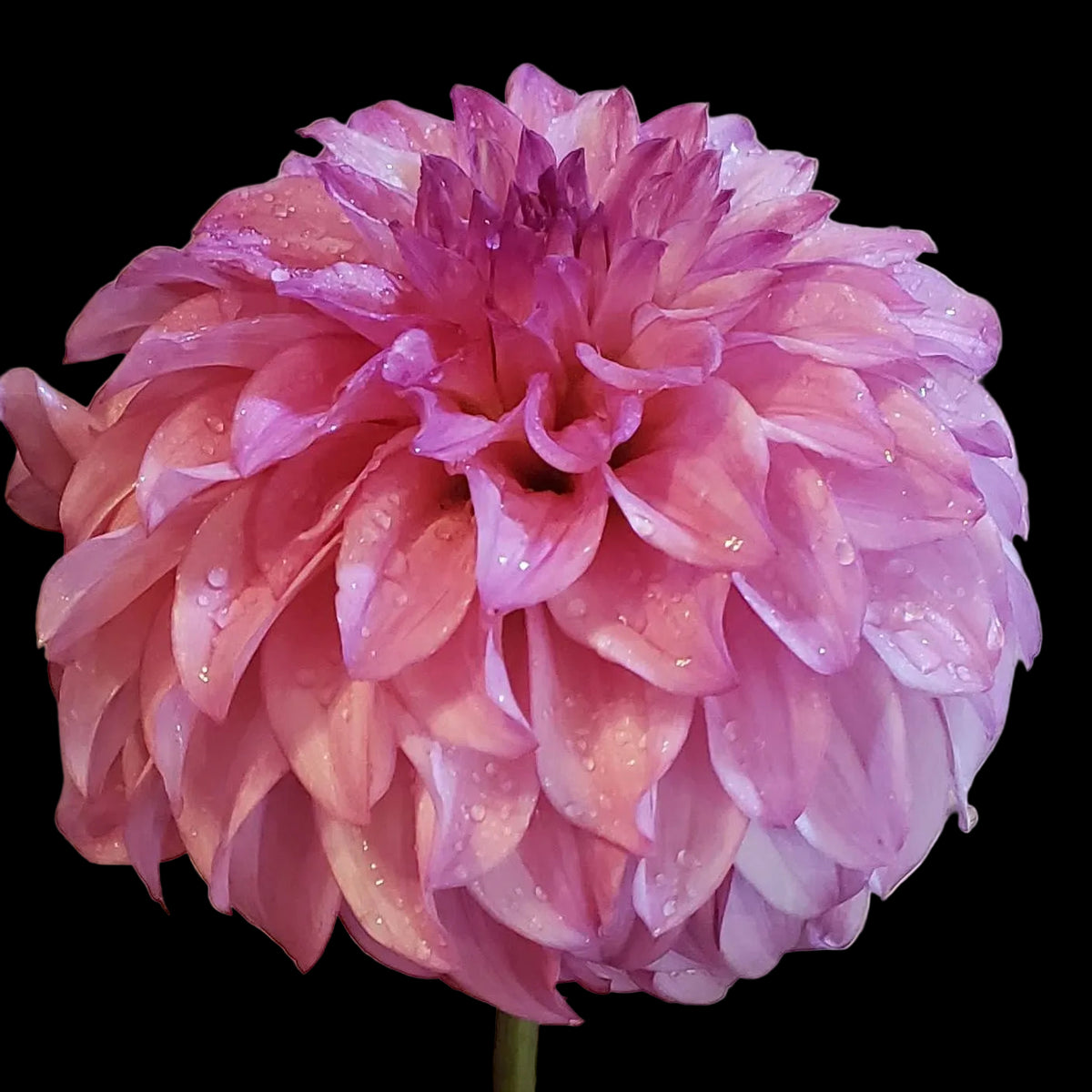 River's Bubblegum