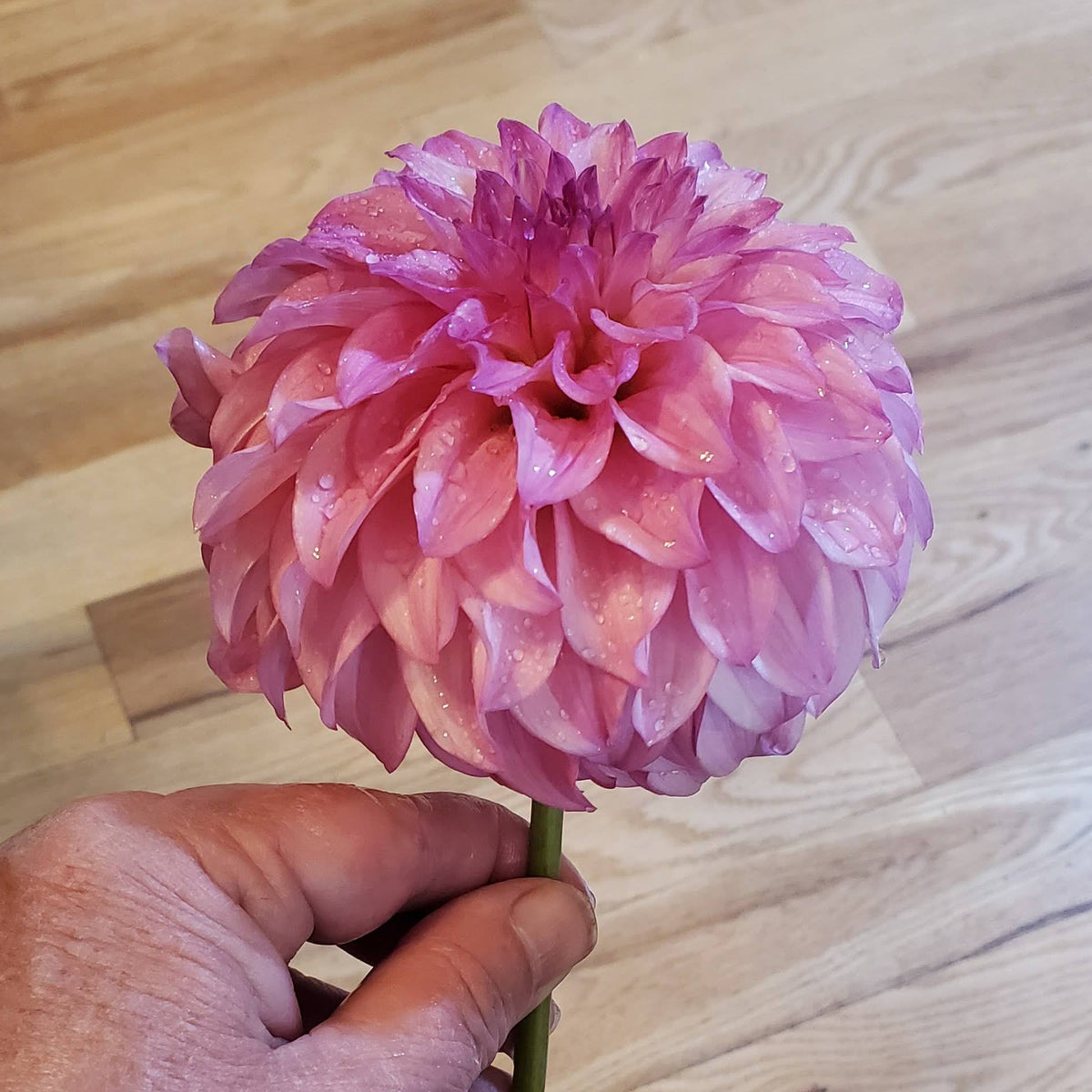 River's Bubblegum