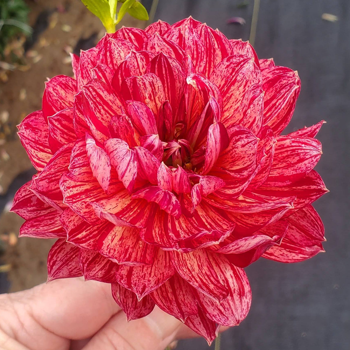 Hollyhill Tiger Rose