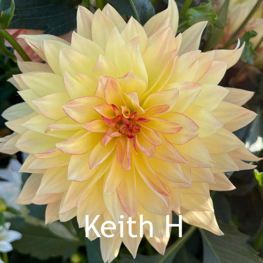 Keith H.