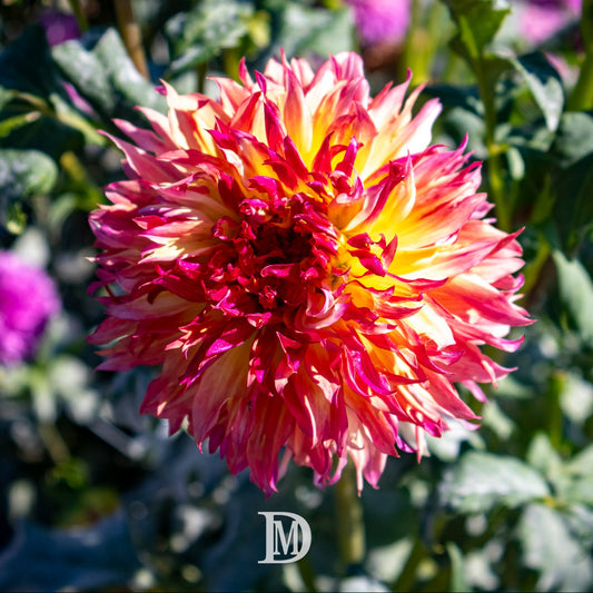 Pinelands Princess