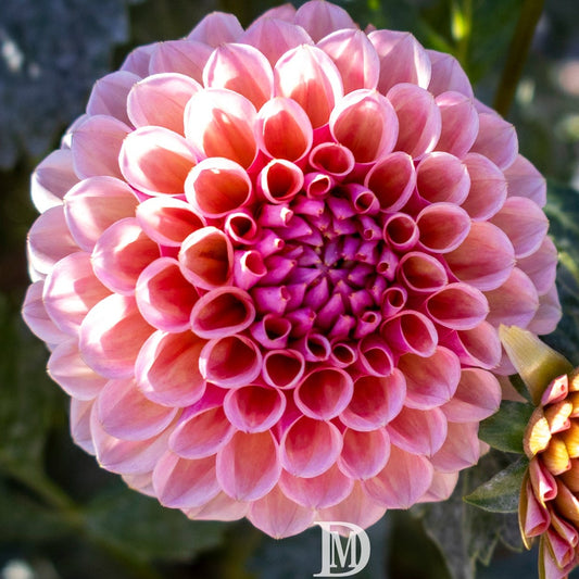 Bracken Rose (US)