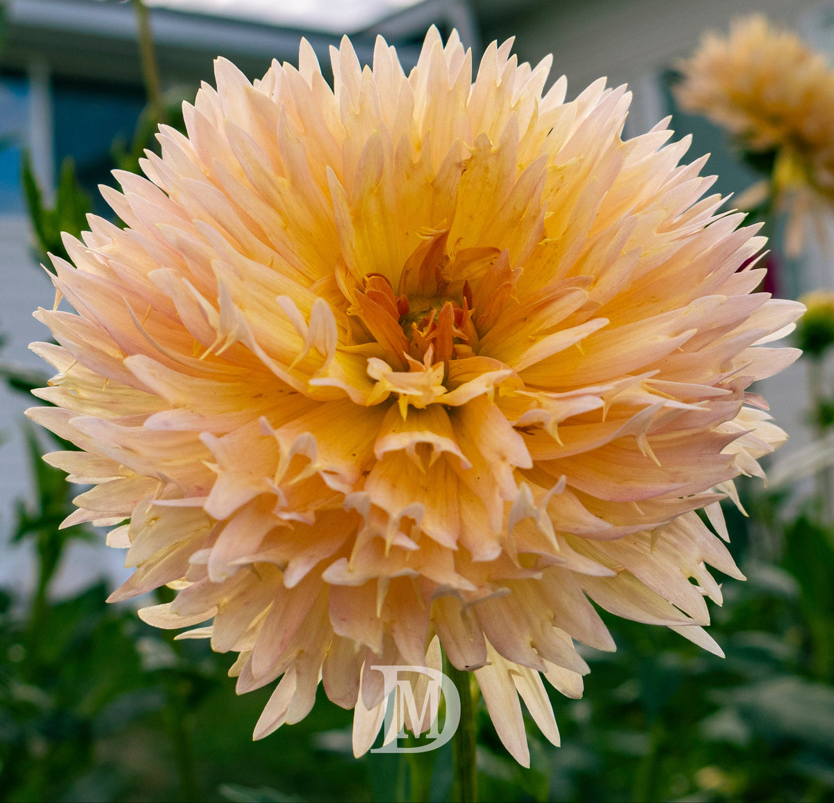 Lakeview Peach Fuzz