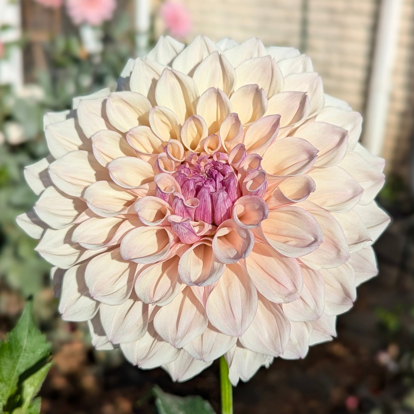 KA's Pearl Pot Tuber