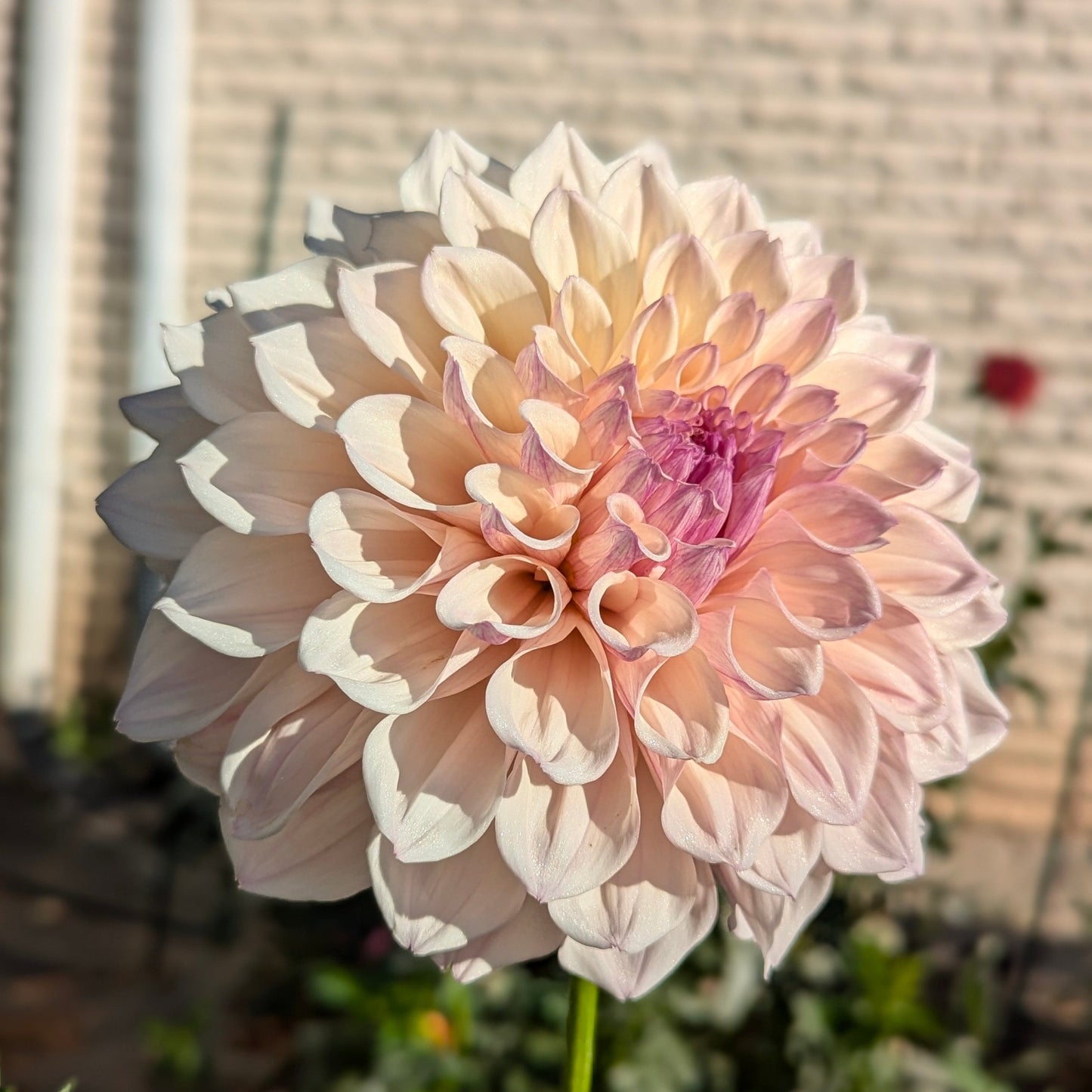KA's Pearl Pot Tuber