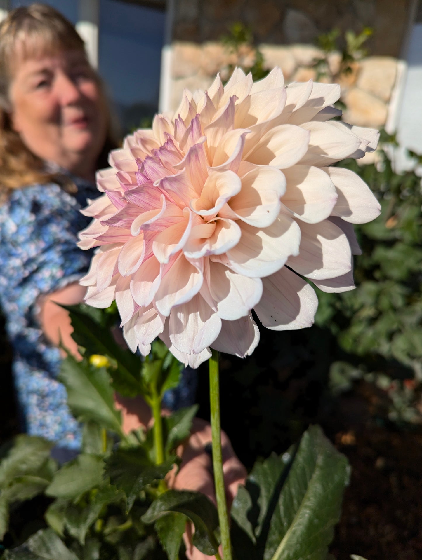 KA's Pearl Pot Tuber