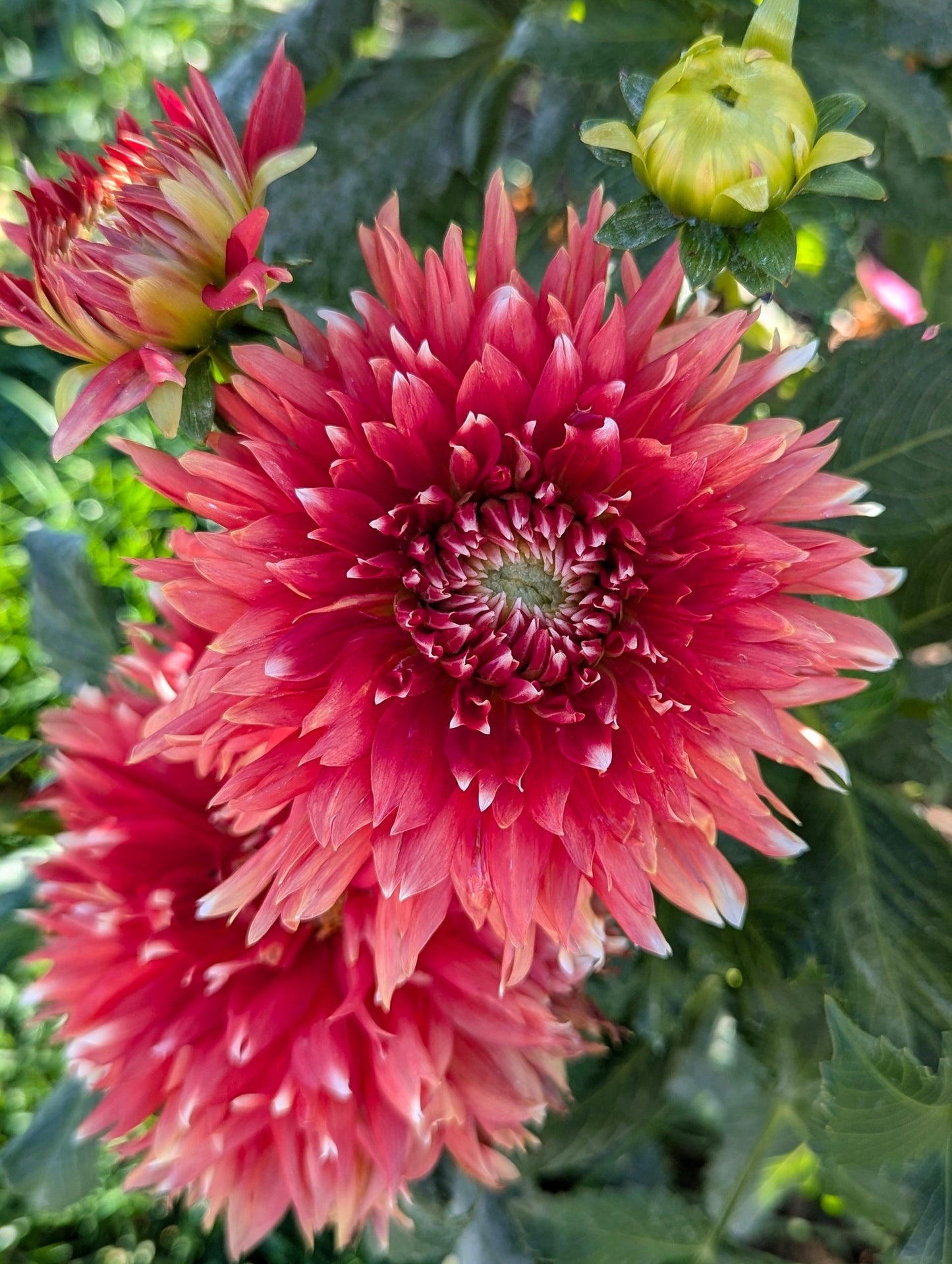KA Peppercorn