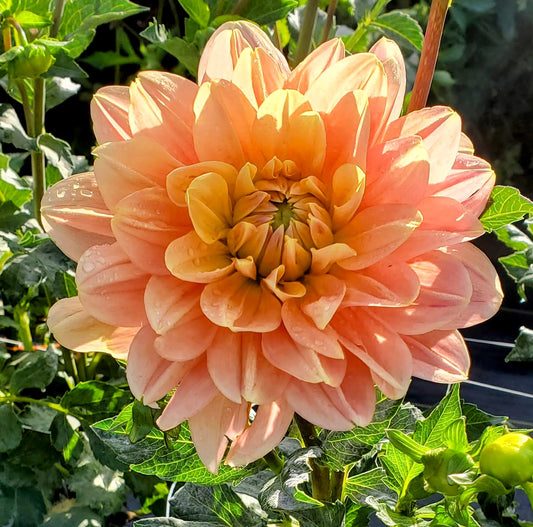 1. Waterlily Collection A - 5 tubers