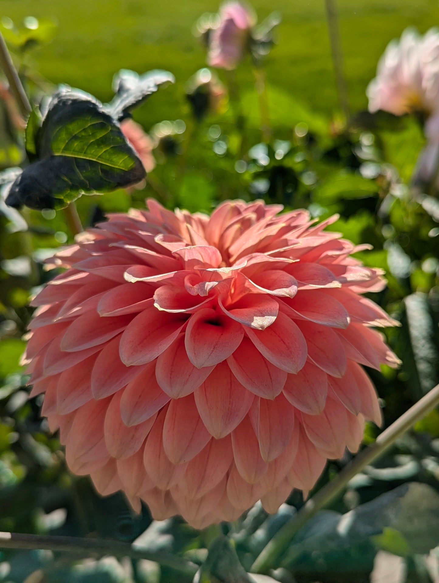 KA's Guava