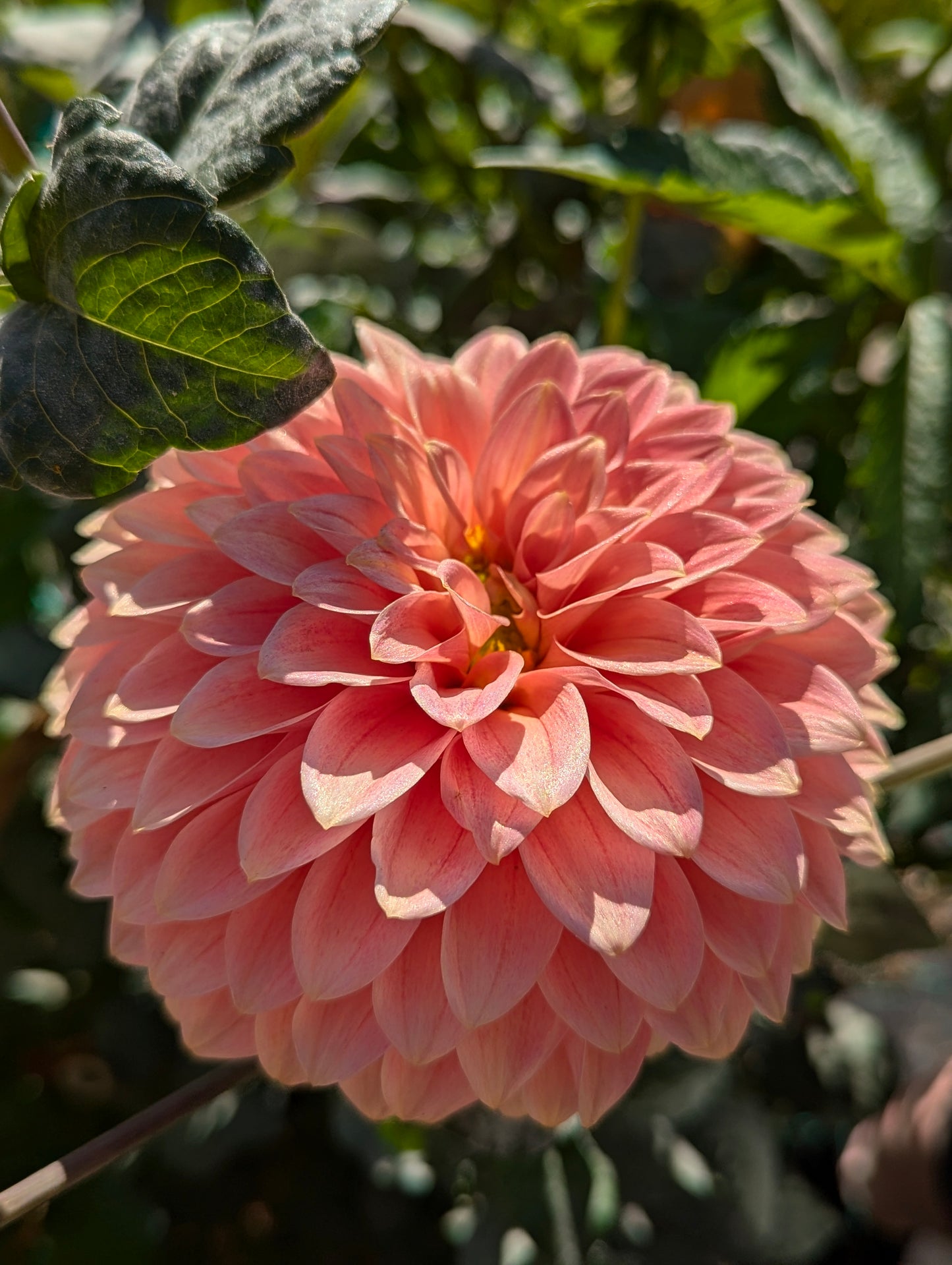 KA's Guava