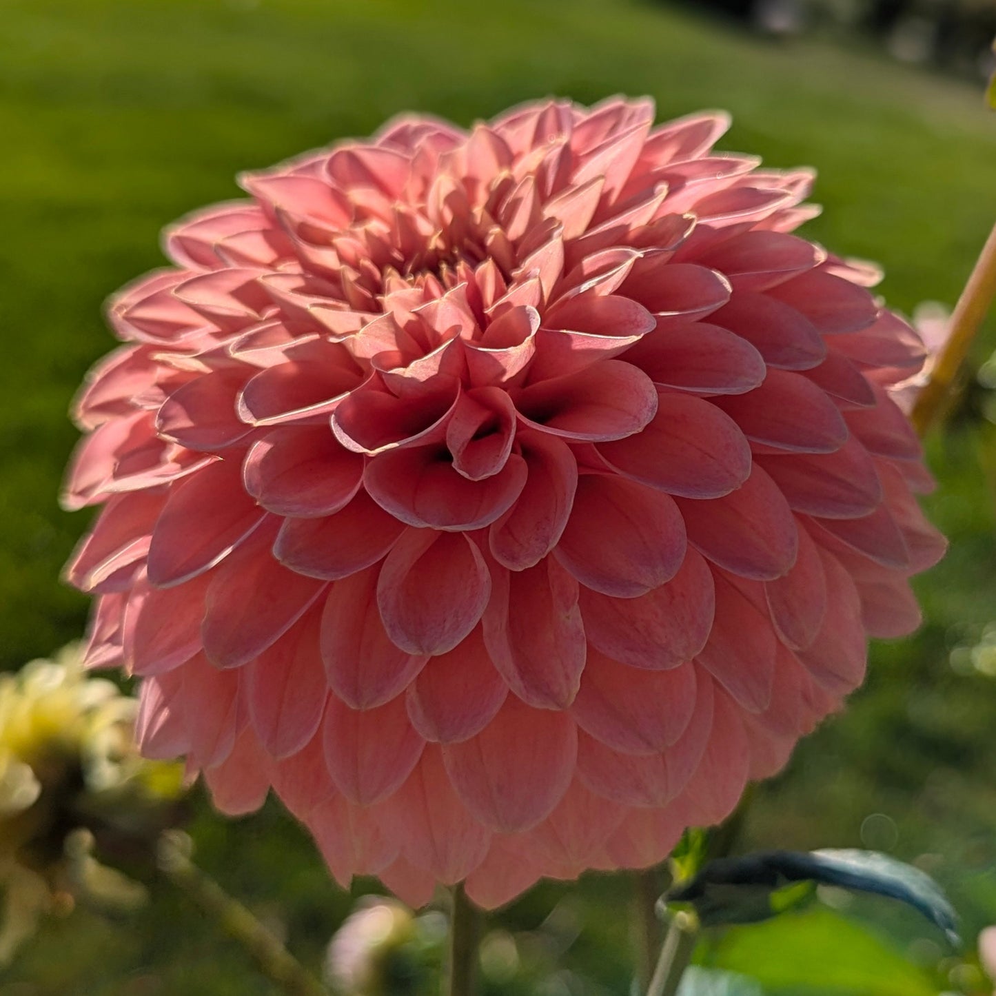 KA's Guava