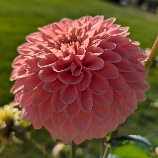 KA's Guava