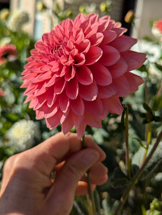 Pink Suffusion