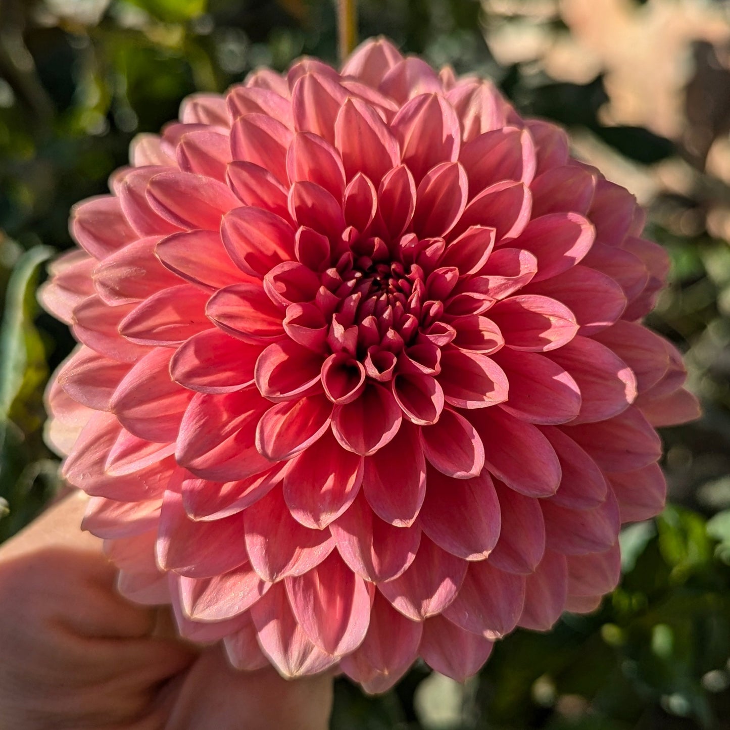 Pink Suffusion