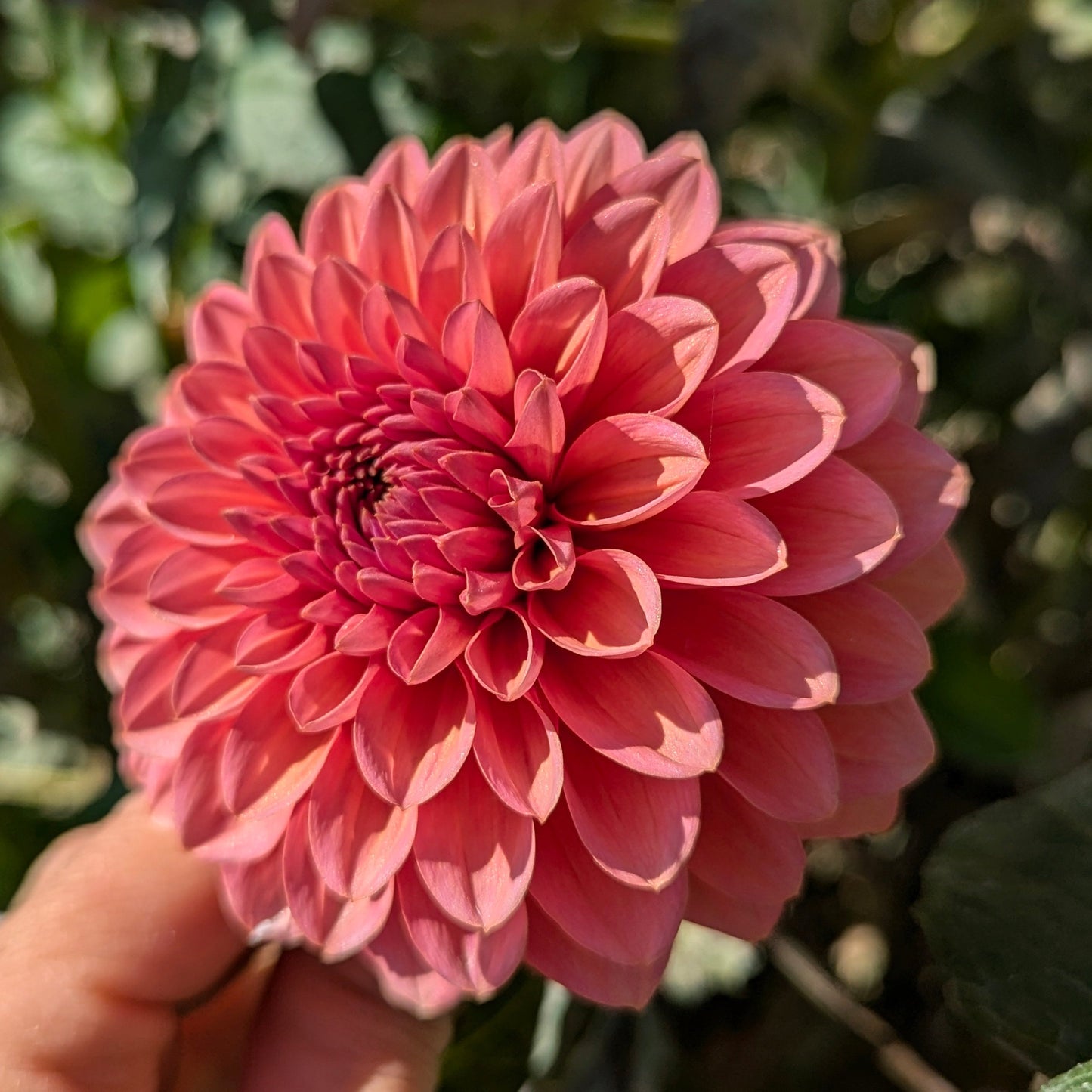 Pink Suffusion